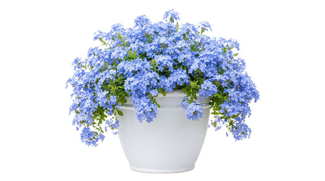 Blue plumbago flowers in white ceramic pot, blooming cape leadwort plant isolated on white background, decorative garden floral arrangement