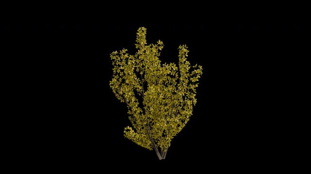 Border Forsythia Plant Swaying in Wind Loop Animation with Alpha Channel. Wind Blows The Shrub Plant Forsythia Intermedia. Golden Bell Plant Leaves Swaying. Animated Hedge Branches Moving in Breeze.