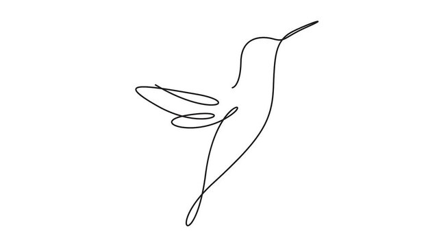 Hummingbird line art animation flying bird vector graphics design. Minimal line art animation of a flying hummingbird.