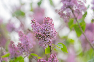 Obraz premium Springtime floral scene featuring lavender and smooth bokeh effects. Spring floral setting showcasing lavender flowers softly illuminated against blurred bokeh backdrop