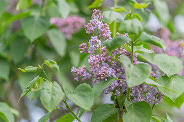 Fototapeta premium Delicate lilac bouquet for wedding styling and bridal detail shots, pastel clusters nestled among green leaves create soft romantic palette for invitations and decor