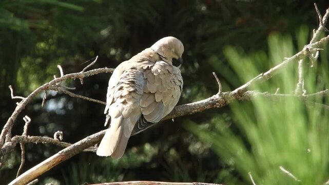A wild bird, a ringed turtle dove (pigeon order), preens itself in the early morning, sitting in the forest on a branch of a withered pine tree