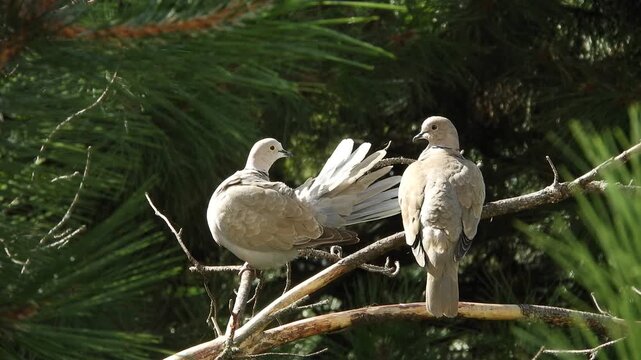 A pair of wild pigeons, the ringed turtle dove, are sitting on a branch of a dead pine tree, preening their feathers on a early summer morning.