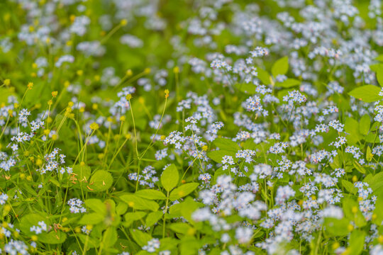 Myosotis among lush foliage. Springtime moss catnip with leafy backdrop. Seasonal groundcover plant Myosotis surrounded by dense verdant leaves for study and pictures