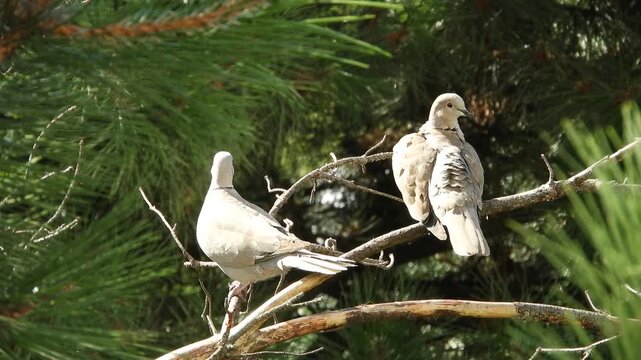 a pair of wild birds, a ringed turtle dove (pigeon group), preens itself in the early morning, sitting in the forest on a branch of a withered pine tree