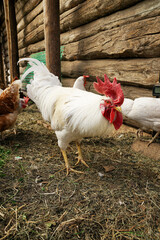 White rooster with bright red comb walking in a farmyard coop © Taborisova