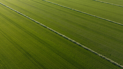 Obraz premium Green Agricultural Field With Parallel Crops Rows Viewed From Above