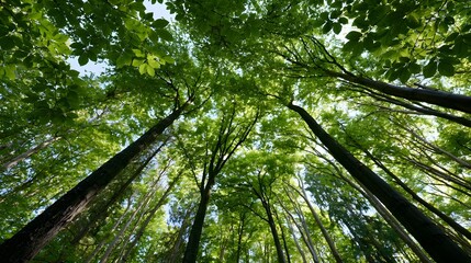 Fototapeta premium A vibrant forest canopy viewed from below with tall trees and lush green leaves forming a natural ceiling against patches of blue sky