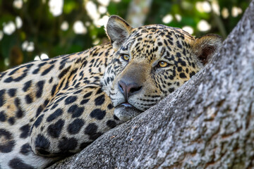 Jaguar - Panthera onca, beautiful large cat from South American forests, Pantanal, Brazil. © David