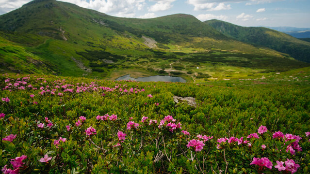Mountain landscape in the morning in Carpathian mountains, Flowers rhododendron blooming