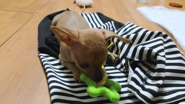 Brown puppy playing with green rubber chew toy on striped cloth. Small dog gnawing at pet accessory. Domestic animal entertainment, canine leisure time concept.