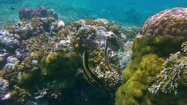 Vibrant coral reef teeming with diverse marine life and colorful corals with two juvenile Longfin Batfish (Platax teira) hovering among it. Dauin, Philippines