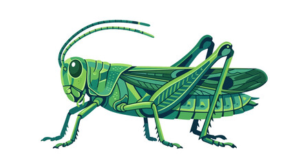Green grasshopper vector illustration isolated on white background for nature design