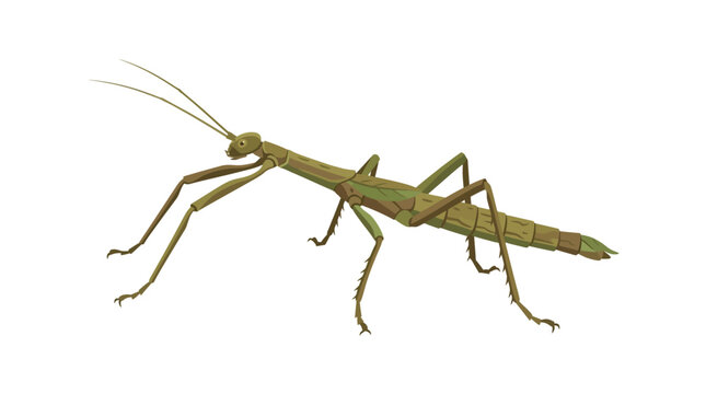 Detailed flat vector illustration of a walking stick insect in natural pose