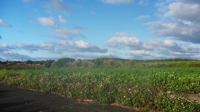 青空と白い雲が広がるのどかな草原と道路の風景