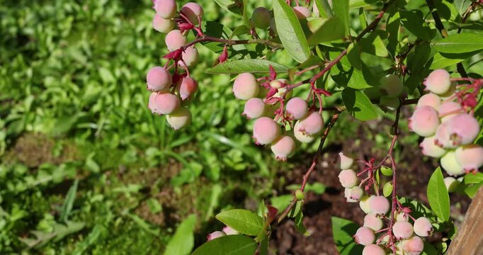 Unripe green and pink blueberries ripening on branch in summer garden stock video. Close up macro shot of growing berries on blueberry bush waving in wind outdoor. Farming organic food background.
