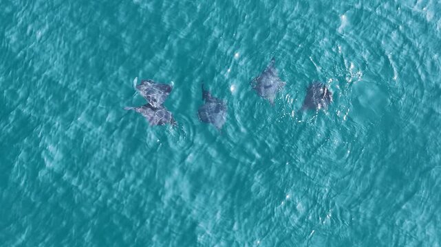 Mobula rays swim below the sunlit turquoise surface in the Sea of Cortez