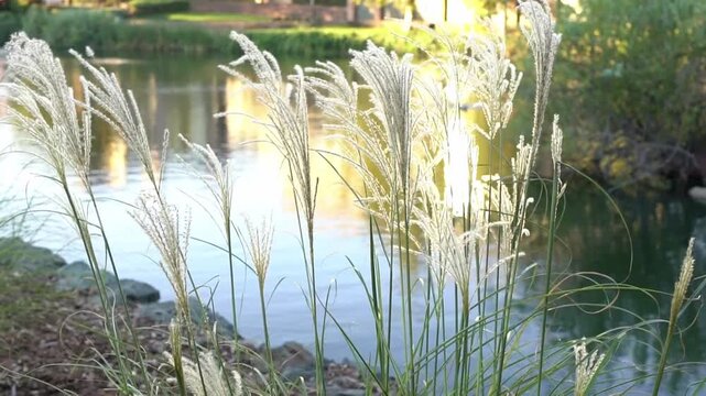 grass and water