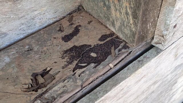 Close-up stock video showing accumulated termite frass, borer droppings, and damaged wood fibers on an old infested timber board.
