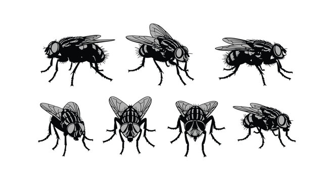 Black flies illustration set in different views