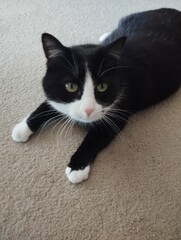 black and white cat © Aussiebro
