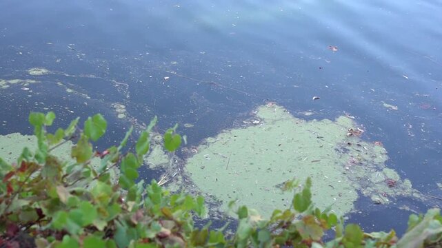 green grass and sea