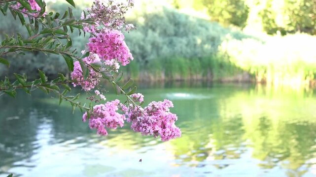 spring flowers in the water