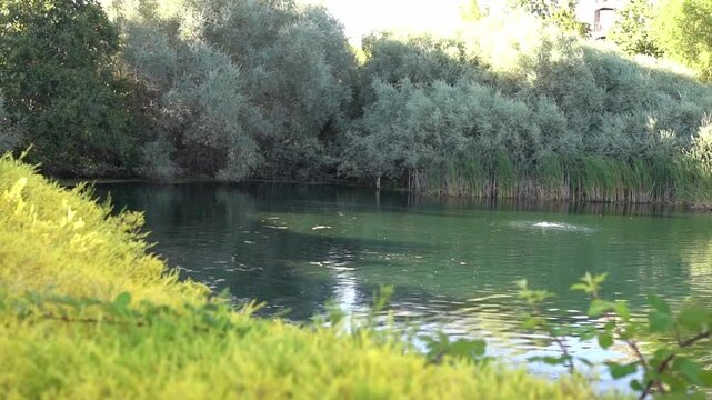 lake and forest
