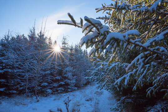 morning sun with sunbeams shine through trees in wintry snow covered forest