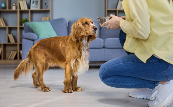 Woman feeding cocker spaniel dog at home. A caring owner holds a bowl while the pet waits in a cozy living room, focusing on daily care and nutrition. Warm bonding theme of pet ownership.