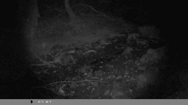 Night Vision Wildlife Camera