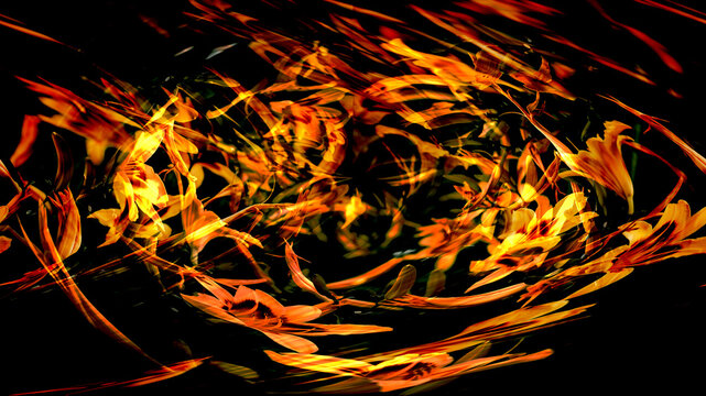 Dynamic abstract fiery swirl background with vibrant orange lily flowers in motion in black background. Sensations of fiery heat, high energy and speed,