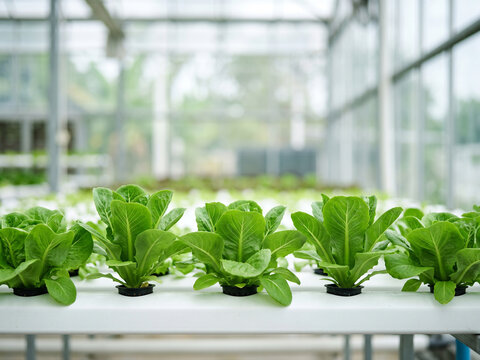 Clean hydroponic farming concept ideal for agriculture, food sustainability and technology campaigns.