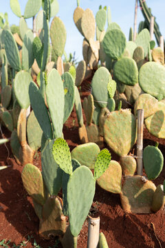 Cactus growing technique for preventing soil erosion