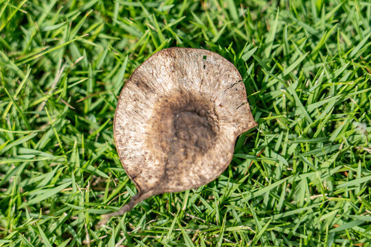 seed of Pterocarpus indicus ( Amboyna wood, Malay padauk, Papua New Guinea rosewood, Philippine mahogany ), Family Fabaceae. Waimea, Kauai County, Hawaii. 