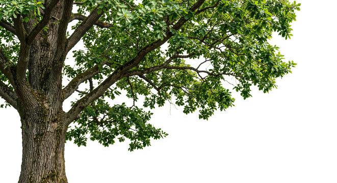 foreground big tree on a transparent background