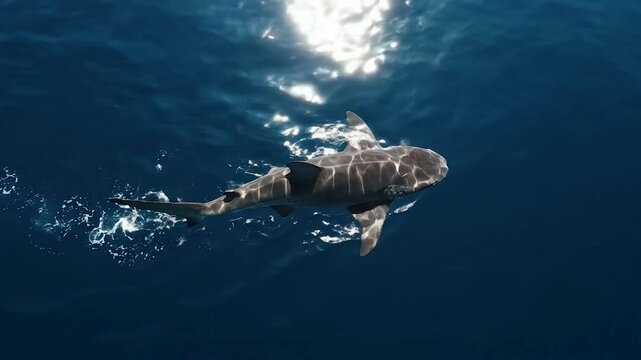 Aerial view of a majestic basking shark swimming in deep blue ocean water, capturing the light reflection on the surface with a serene and calm marine wildlife atmosphere