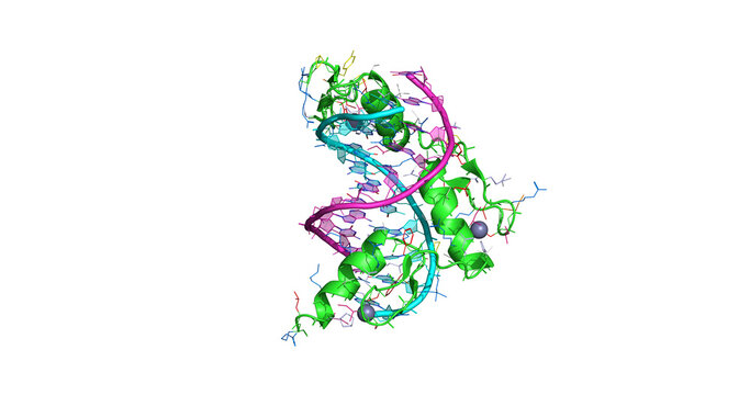 Zif268 zinc finger DNA complex, transcription factor domain bound to DNA, 3D molecule 4K