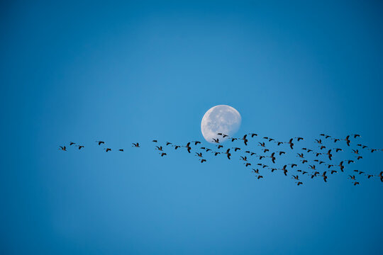 Panoramic view of a flock of migrating storks