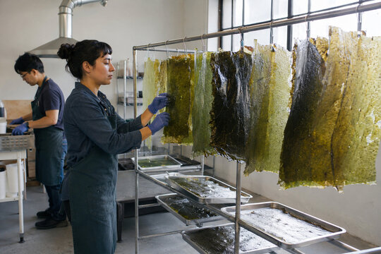 Drying Seaweed-Based Bioplastic Film