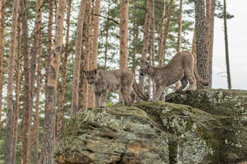 Cougar (Puma concolor), also commonly known as the mountain lion, puma, panther, or catamount. is the greatest of any large wild terrestrial mammal in the western hemisphere. © vaclav