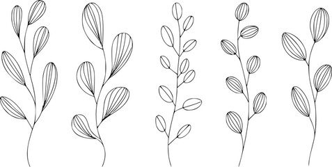 白い背景に孤立した縞模様の葉を持つ手描きの植物の枝のコレクション © Md