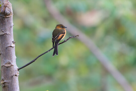 Small bird perched on a thin branch in a natural forest setting with wildlife background ornithology