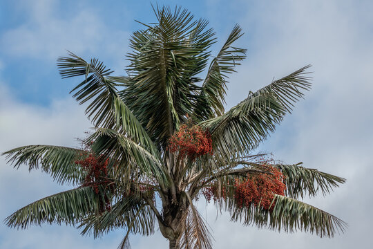 Wax palm trees, native to the humid montane forests of the Andes, towering the landscape of Cocora Valley at Salento, among the coffee zone of Colombia