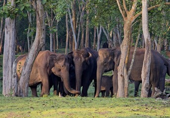 Asian elephant family standing in green forest © gamerxtc