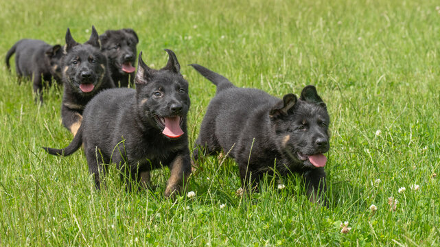 Group of black german shepherd puppies running and playing together in a green summer meadow