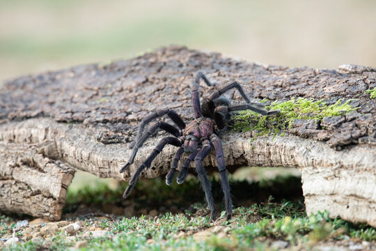 Close-up of a dark tarantula spider crawling on a rough wooden log in its natural environment
