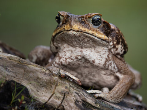 Close-up portrait of a brown cane toad resting on a weathered wooden log in nature with amphibian