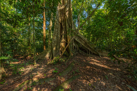 A towering kapok tree in the Amazon rainforest, surrounded by dense greenery and smaller plant species
