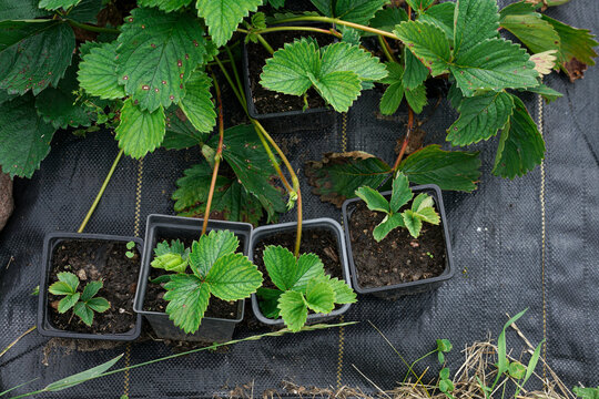 Strawberry runners propagation in small plastic pots, top view. Growing strawberry stolons into new daughter plants on black agrofibre landscape fabric. Gardening concept.